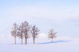 Six Trees in Snowlight