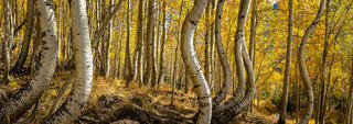 Curves of Autumn