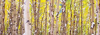 Aspens in Fall Snowstorm