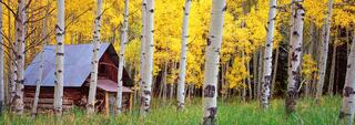 Cabin  and Aspens in Crystal City