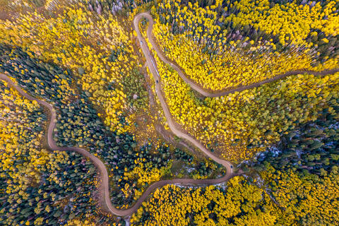 Aerial Dance of Autumn's Gold