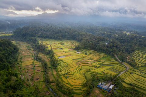 Sunrise Over Bali's Rice Terraces