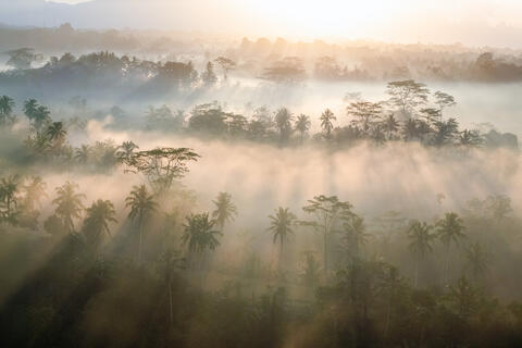Morning Rays Over Bali's Misty Terraces