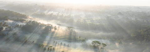 Dawn's Rays Through the Misty Forest