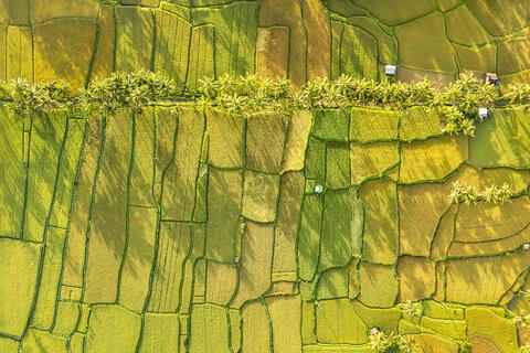 Shadows and Patterns Over Bali's Rice Terraces