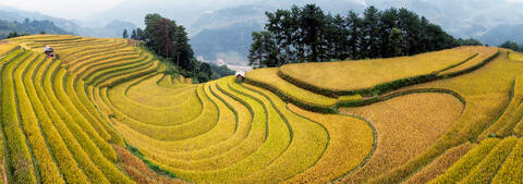 Golden Harvest Spiral
