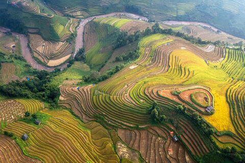 Vibrant Patterns of Mu Cang Chai