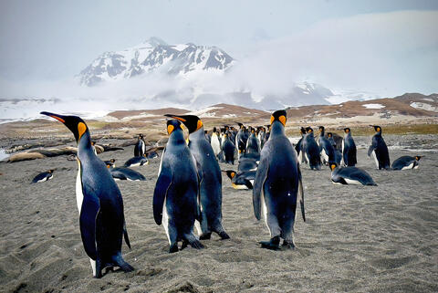 Royal Gathering: King Penguins of Saint Andrews Bay