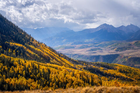 Windswept Autumn Splendor