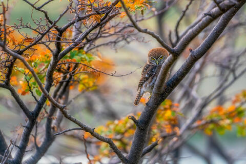 aystral pygmy owl, owl, torres del paine, patagonia, chile