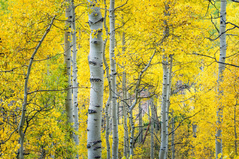Golden Canopy: Colorado's Aspen Forest