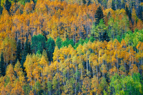 Autumn Mosaic: San Juan Mountains' Vibrant Canopy