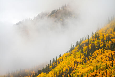 Golden Veil