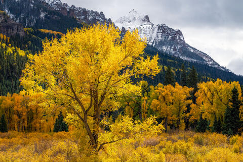 Radiant Solitude: San Juan Cottonwood in Fall