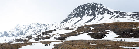 Misty Majesty: King Penguins of Saint Andrews Bay