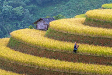 Golden Harvest in the Highlands
