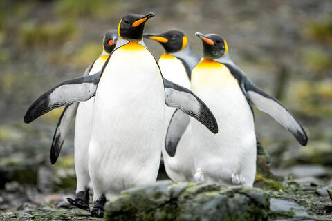 Royal Passage: King Penguins' Seaside Trek