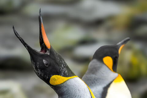 Regal Chorus