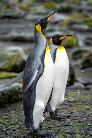 Proud Pair