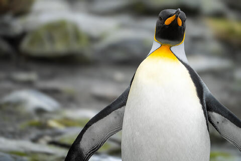 Regal Reverence