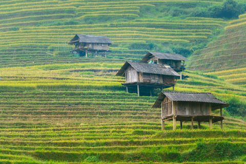 Layers of Life in the Rice Fields