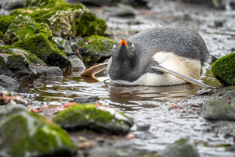 Aquatic Respite