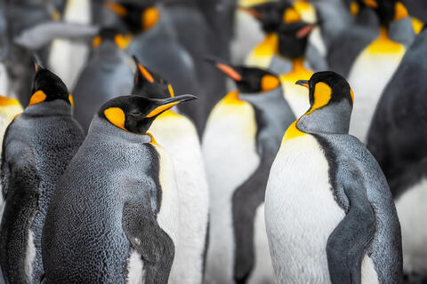 Saint Andrews Bay, South Georgia, penguin, penguins, antarctica