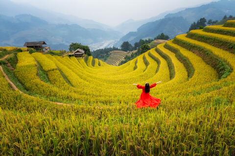 Embracing the Golden Harvest