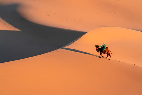Dune Dance: Gobi Shadows