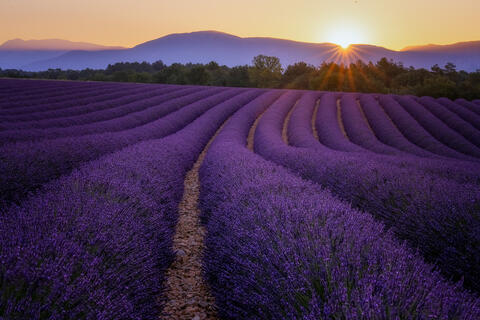 Starburst Sunrise Over Valensole Lavender
