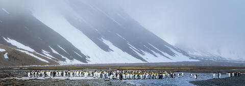 Penguin Domain