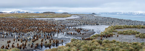 Shoreline Royalty: Salisbury Plain's King Penguins