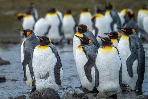 Penguin Ensemble