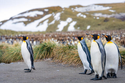 Penguin Conclave