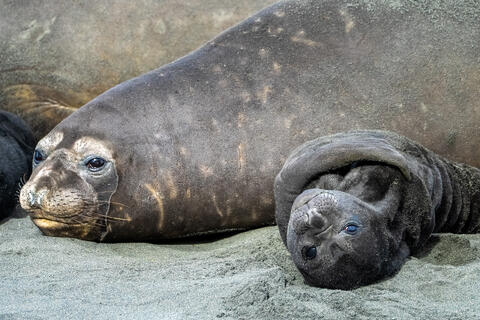 Elephant Seal and Pup