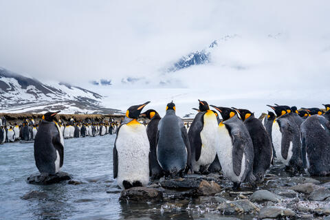 Majestic Encounters: King Penguins at Saint Andrews Bay