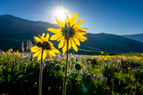 Sunrise's Floral Gaze