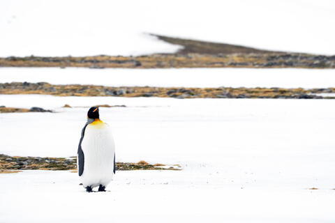 Solitude in Snow
