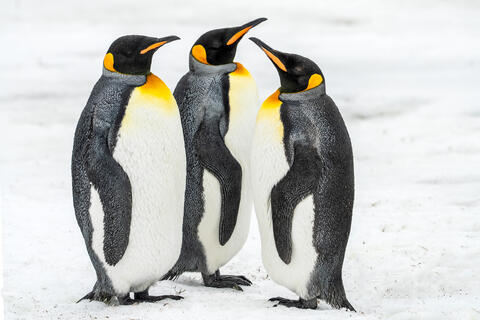 Majestic Trio: King Penguins of Saint Andrews Bay