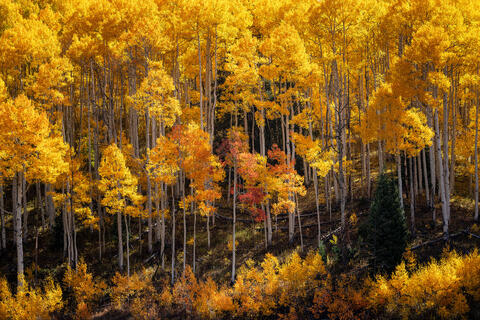 Autumn's Flamenco: Aspen Canopy in Shadow