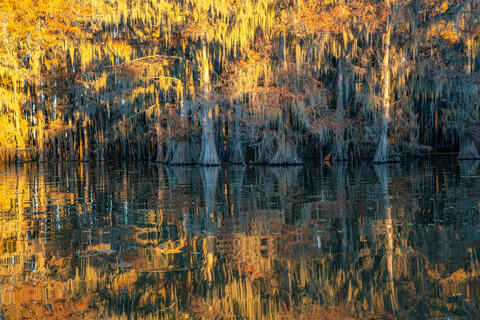 Sunrise Embrace: Texas Cypress Swamps