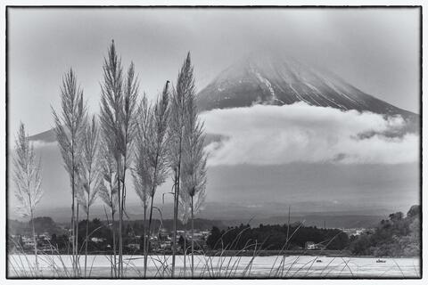 Mount Fuji and Grass