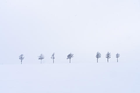 Seven Trees in Winter Silence