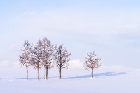Six Trees in Snowlight