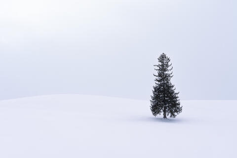 The Christmas Tree of Biei