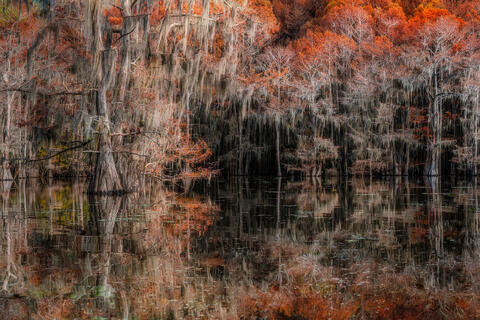 Fall Cypress Mystery