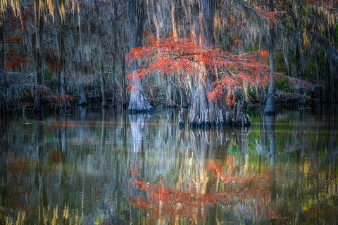 Fall Colors in the Swamps