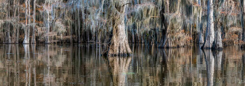 Cypress Haven: Enigmatic Reflections