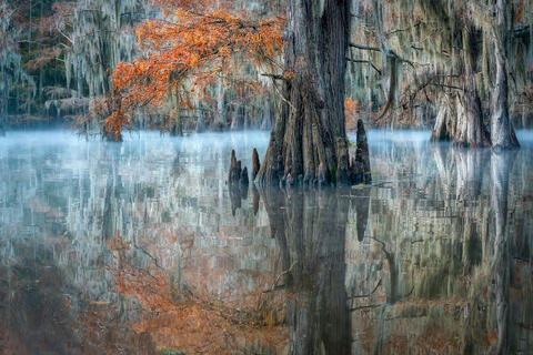 Texas Swamps