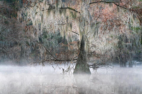 Mystic Morning: Texas Cypress Swamp